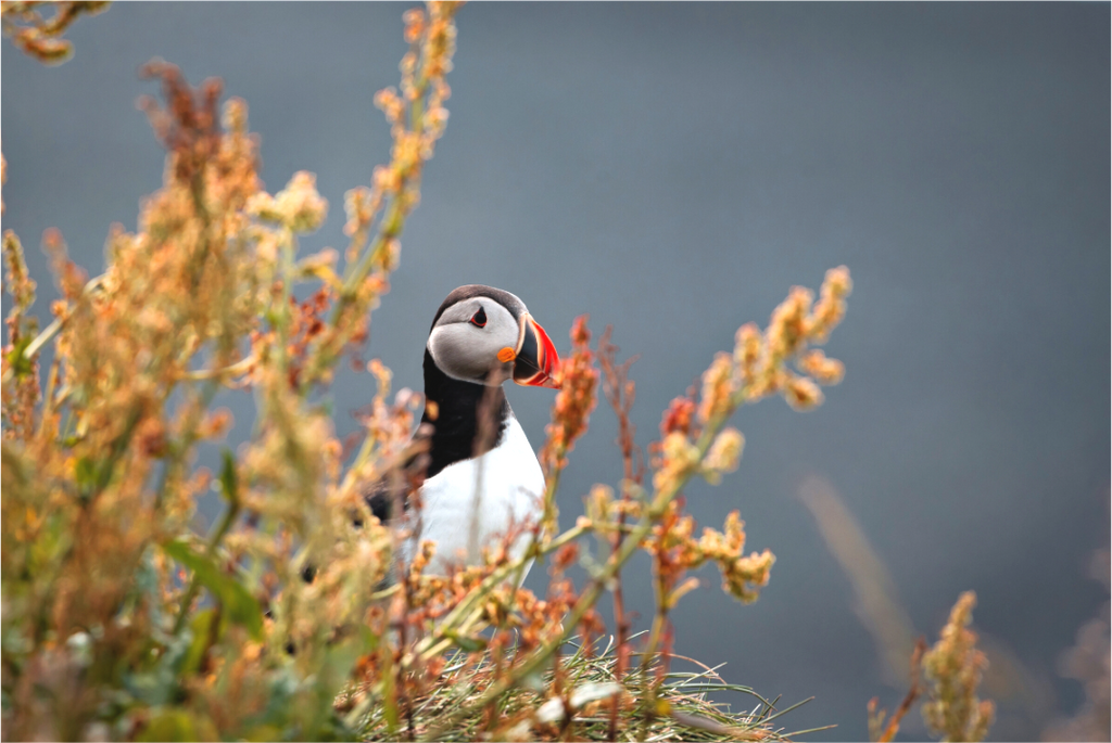 Main image Macareux 2