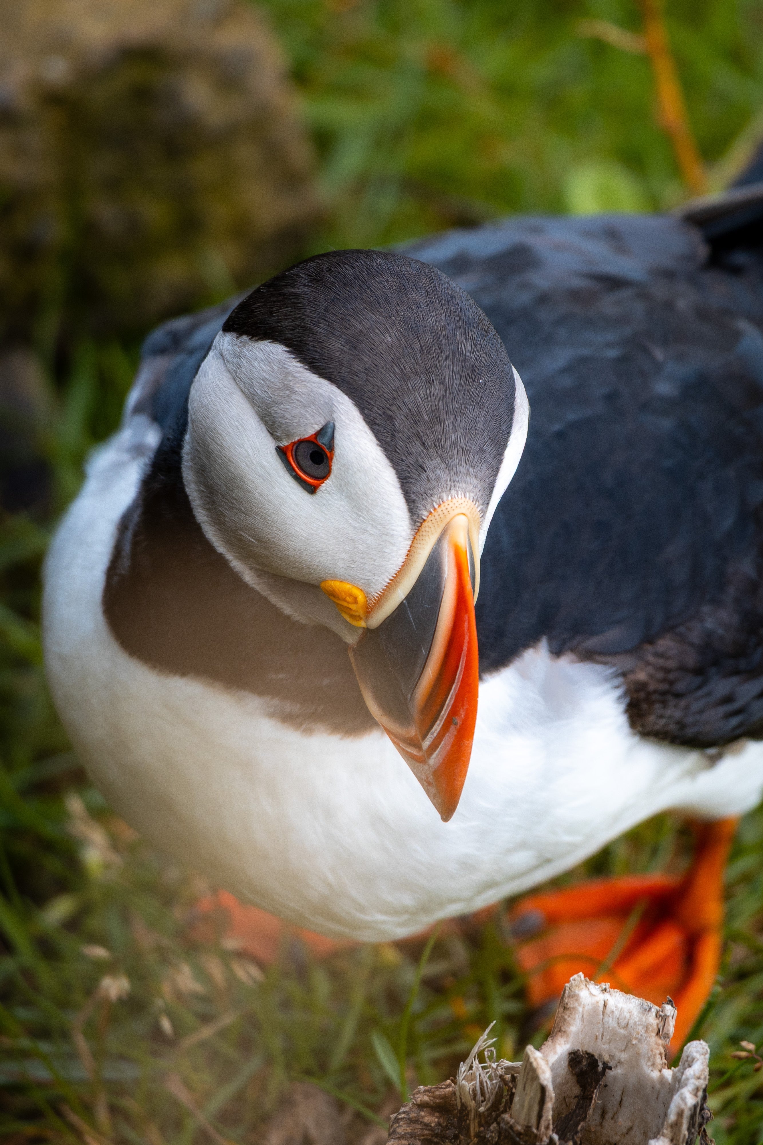Portrait de Macareux